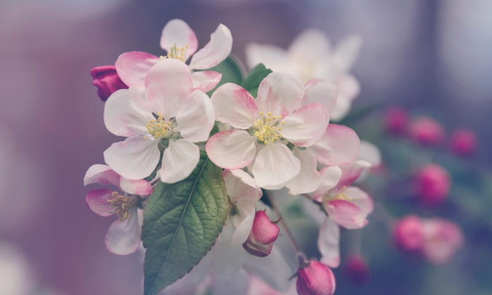 From Those Who Have Been There: Suggestions for Those with BPD with some Advice for Their Treatment Providers