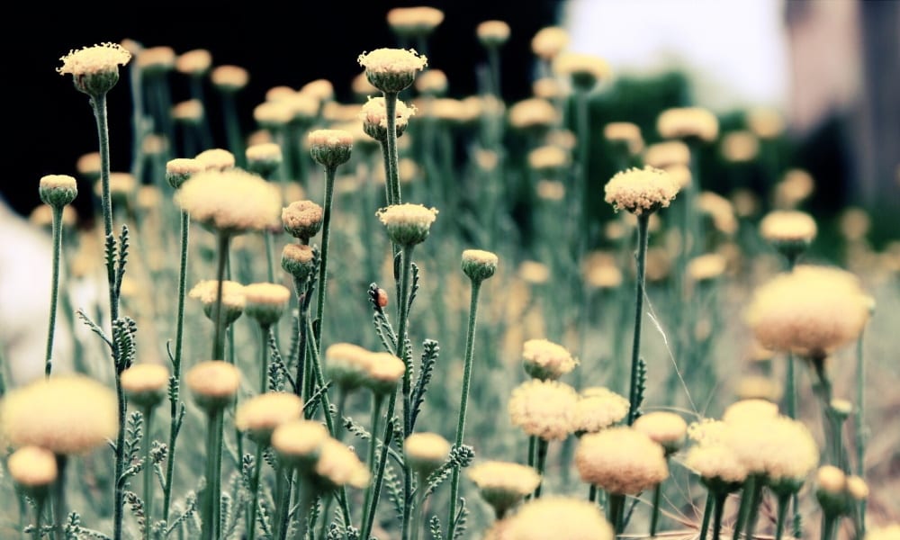 The Experience of Perseverance and Hope in the Treatment of BPD