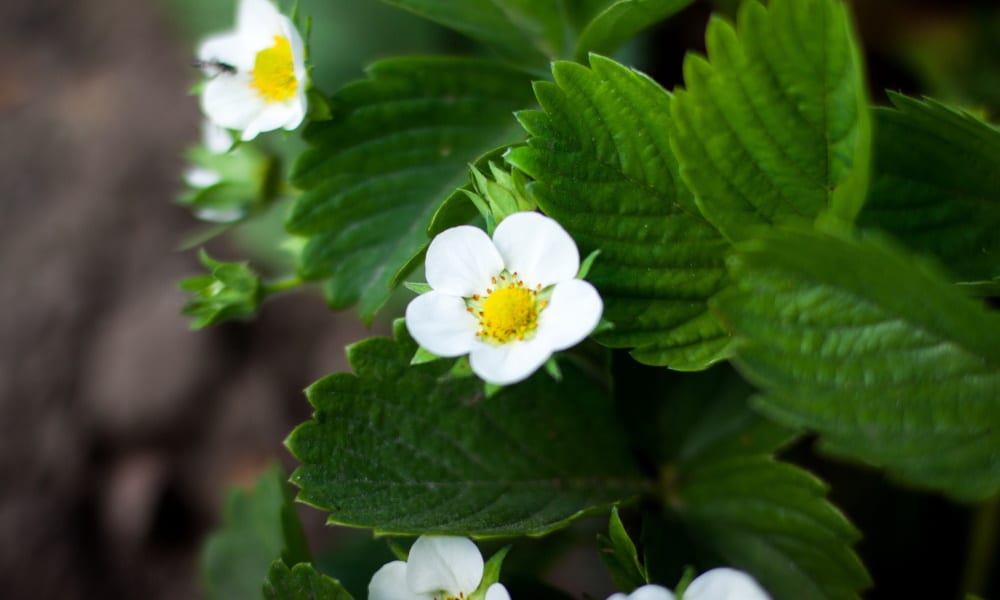 Perspectives to Remember for the Family and Friends of Those with BPD