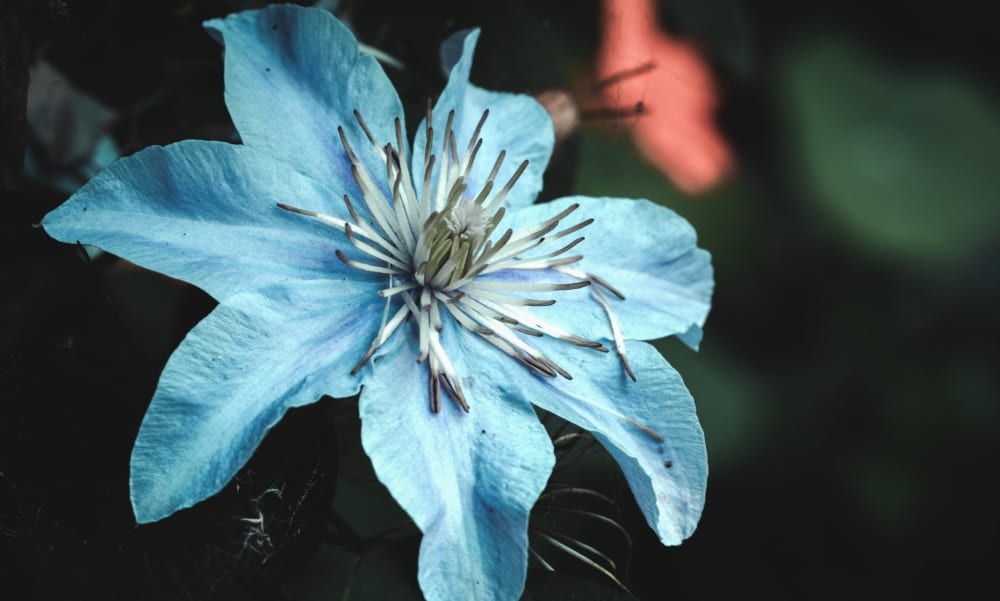 The Experience of Doing DBT