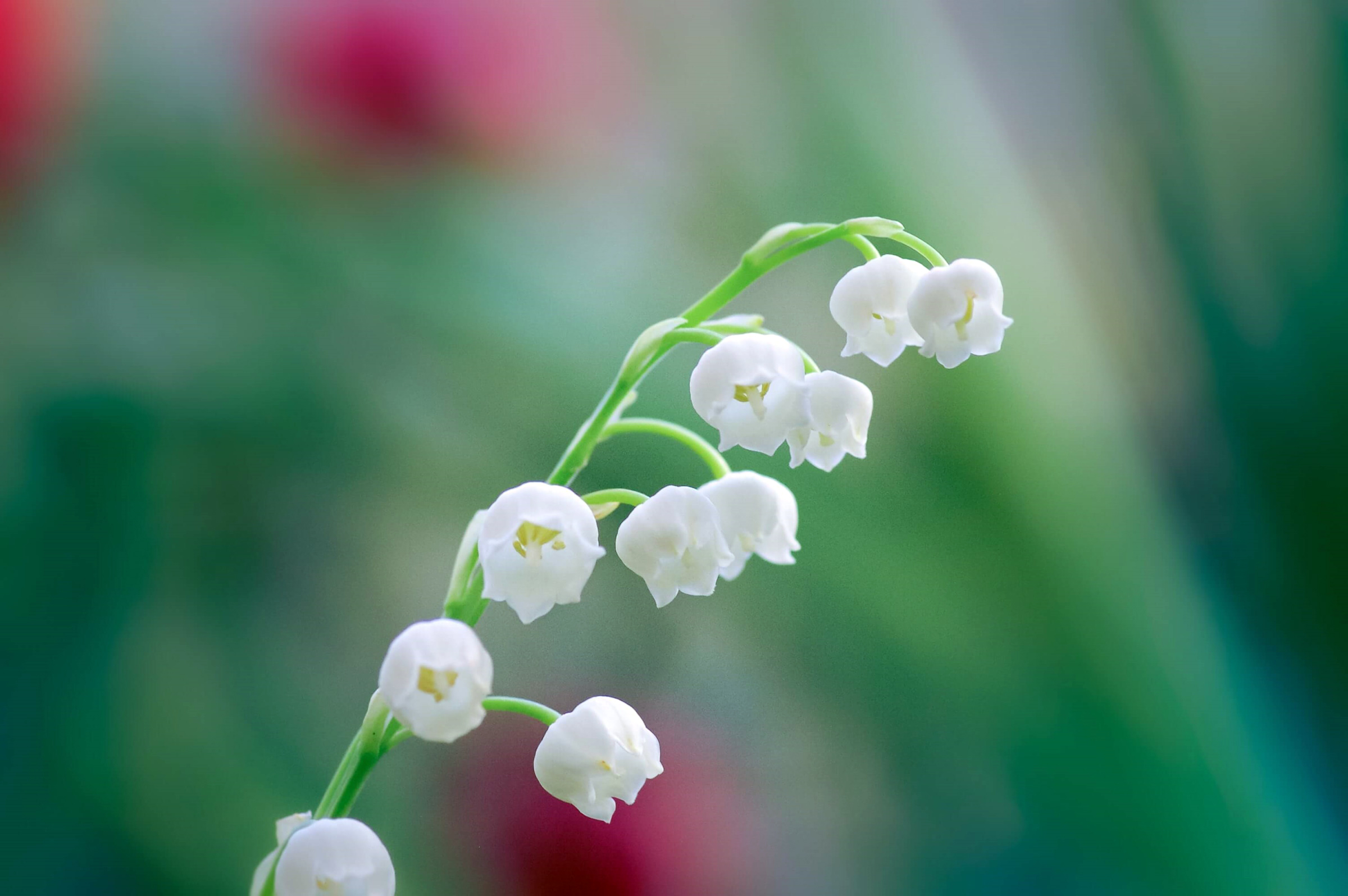 What Makes for a Successful Family?